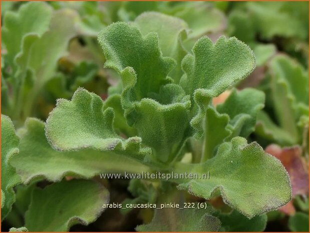 Arabis caucasica 'Pinkie' | Randjesbloem, Rijstebrij | Kaukasische Gänsekresse | Mountain Rock Cress