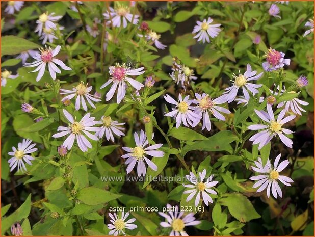 Aster 'Primrose Path' | Aster | Aster | Aster