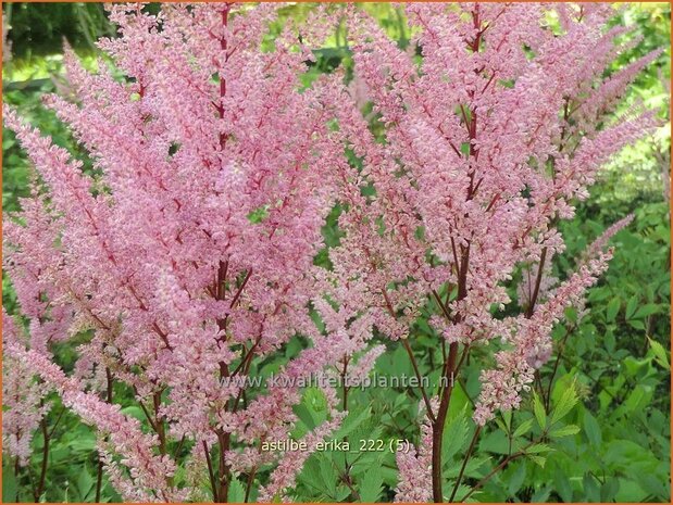 Astilbe 'Erika' | Pluimspirea, Spirea | Prachtspiere | Astilbe