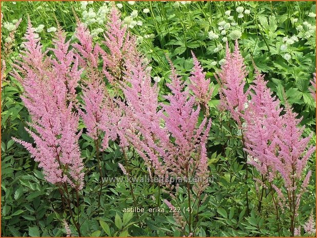 Astilbe 'Erika' | Pluimspirea, Spirea | Prachtspiere | Astilbe