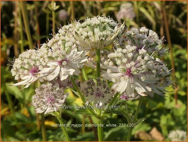 Astrantia major 'Diamonds White' | Zeeuws knoopje, Groot sterrenscherm | Große Sterndolde | Greater Masterwort