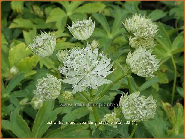 Astrantia major 'Sparkling Stars White' | Zeeuws knoopje, Groot sterrenscherm | Große Sterndolde | Greater Masterwor