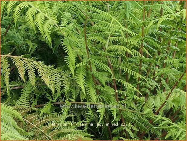 Athyrium filix-femina 'Lady in Red' | Wijfjesvaren | Wald-Frauenfarn | Southern Lady Fern