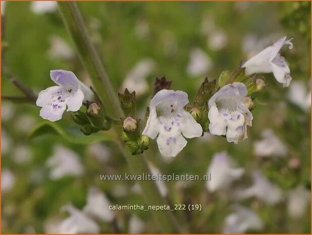 Calamintha nepeta | Bergsteentijm, Steentijm | Kleinblütige Bergminze | Lesser Calamint