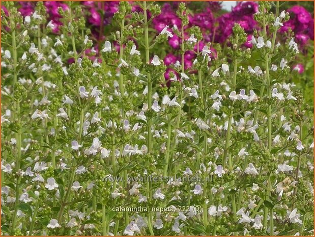 Calamintha nepeta | Bergsteentijm, Steentijm | Kleinblütige Bergminze | Lesser Calamint