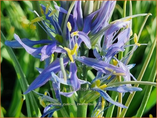 Camassia cusickii 'Zwanenburg' | Prairielelie, Indianenlelie | Cusicks Prärielilie | Cusick's Quamash