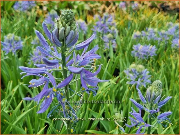 Camassia cusickii 'Zwanenburg' | Prairielelie, Indianenlelie | Cusicks Prärielilie | Cusick's Quamash