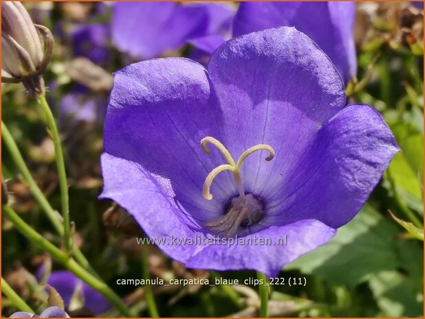 Campanula carpatica 'Blaue Clips' | Karpatenklokje, Klokjesbloem | Karpaten-Glockenblume | Carpathian Bellflower