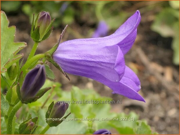 Campanula portenschlagiana 'Catharina' | Dalmatieklokje, Zodenvormend klokje, Klokjesbloem | Polster-Glockenblume | D