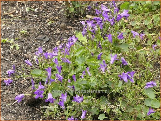 Campanula portenschlagiana 'Catharina' | Dalmatieklokje, Zodenvormend klokje, Klokjesbloem | Polster-Glockenblume | D