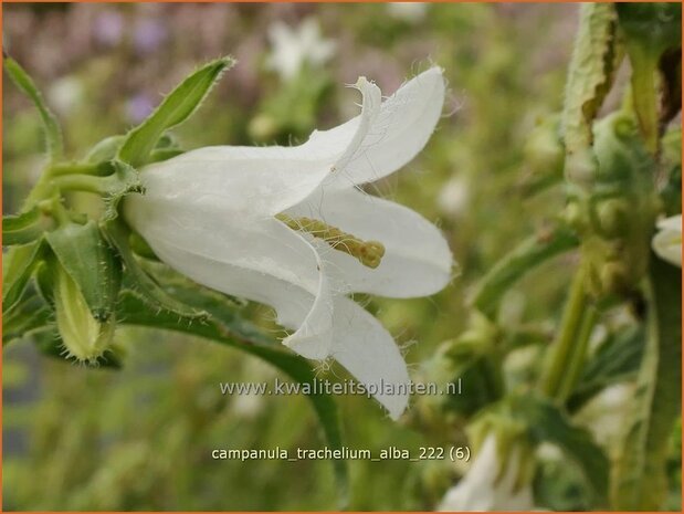 Campanula trachelium 'Alba' | Ruig klokje, Klokjesbloem | Nesselbl&auml;ttrige Glockenblume | Nettle-leaved Bellflower