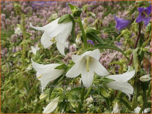 Campanula trachelium 'Alba' | Ruig klokje, Klokjesbloem | Nesselbl&auml;ttrige Glockenblume | Nettle-leaved Bellflower