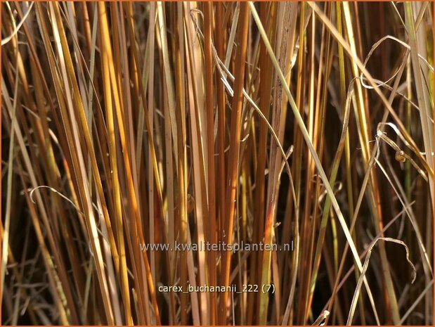 Carex buchananii | Rode zegge, Zegge | Buchanans braunrote Segge | Leatherleaf Sedge