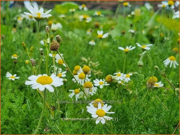 Chamaemelum nobile | Roomse kamille | R&ouml;mische Kamille | Chamomile