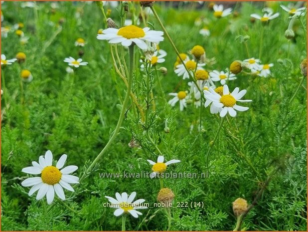 Chamaemelum nobile | Roomse kamille | R&ouml;mische Kamille | Chamomile