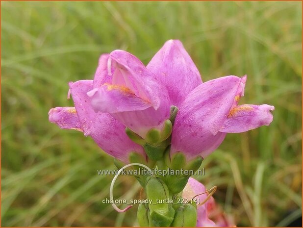 Chelone 'Speedy Turtle' | Schildpadbloem, Slangenkop | Schiefer Schlangenkopf | Red Turtlehead