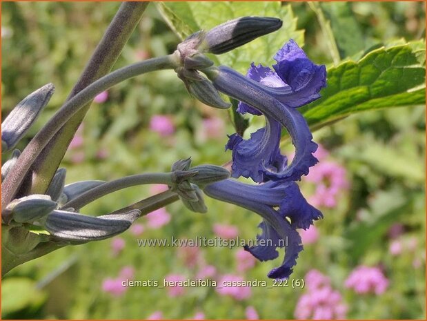 Clematis heracleifolia 'Cassandra' | Struikclematis, Bosrank, Clematis | Breitblättrige Waldrebe | Tube Clematis