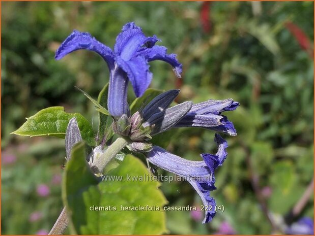 Clematis heracleifolia 'Cassandra' | Struikclematis, Bosrank, Clematis | Breitblättrige Waldrebe | Tube Clematis