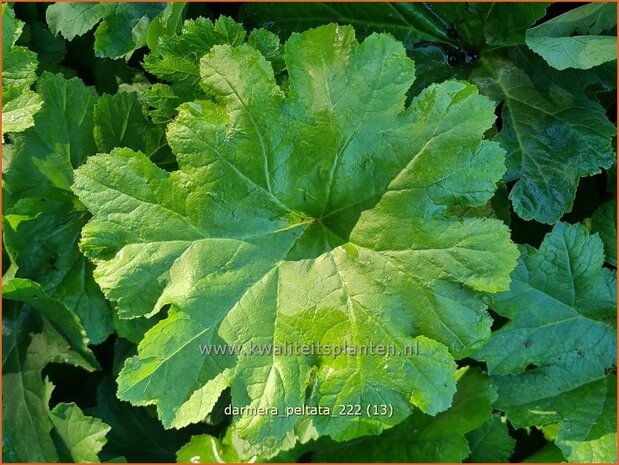 Darmera peltata | Schildblad, Voetblad | Schildblatt | Indian Rhubarb