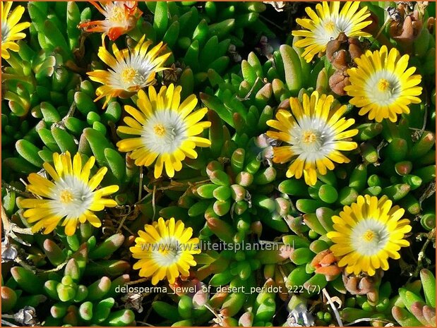 Delosperma 'Jewel of Desert Peridot' | IJsbloempje, IJsplant | Mittagsblume | Ice Plant