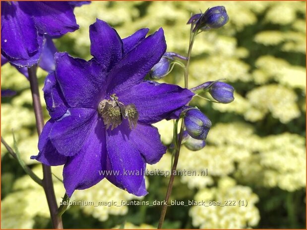 Delphinium 'Magic Fountains Dark Blue Black Bee' | Ridderspoor | Rittersporn | Larkspur