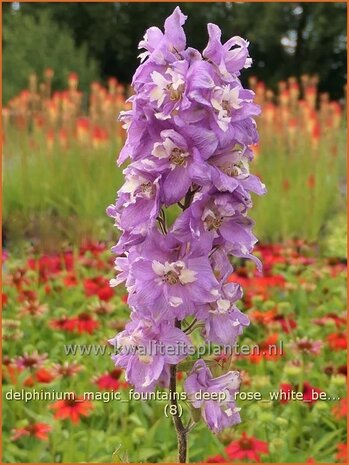 Delphinium 'Magic Fountains Deep Rose White Bee' | Ridderspoor | Rittersporn | Larkspur