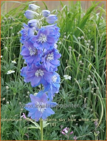Delphinium 'Magic Fountains Sky Blue White Bee' | Ridderspoor | Rittersporn | Larkspur