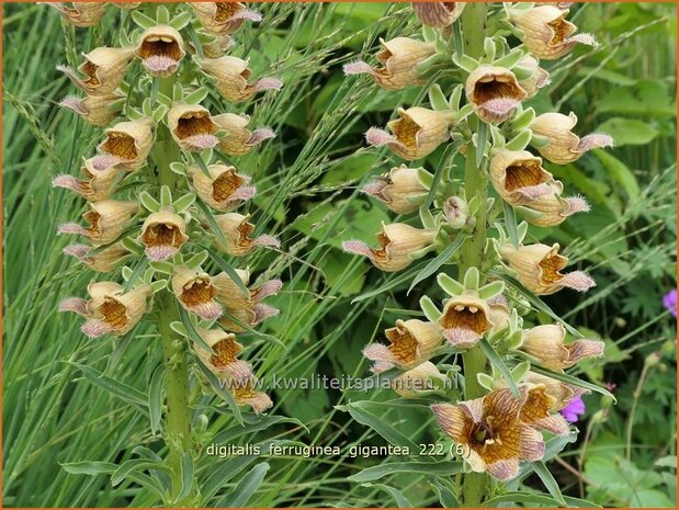 Digitalis ferruginea 'Gigantea' | Vingerhoedskruid | Rostfarbiger Fingerhut | Rusty Foxglove