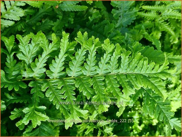 Dryopteris affinis 'Polydactyla Dadds' | Geschubde mannetjesvaren, Mannetjesvaren | Goldschuppenfarn | Scaly Male Fer