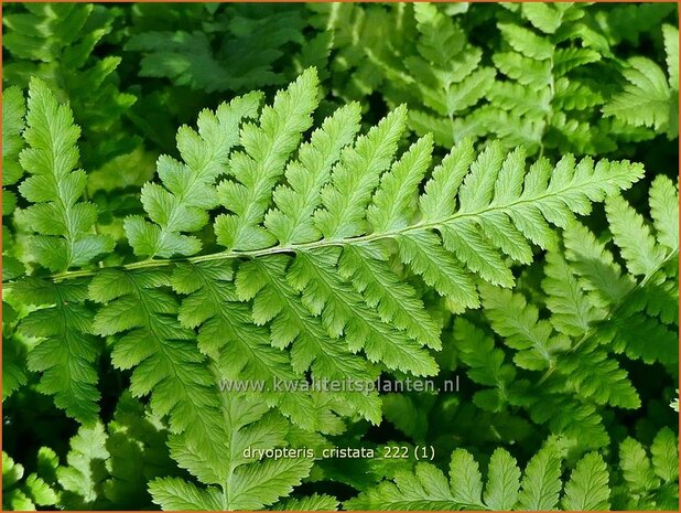 Dryopteris cristata | Kamvaren, Niervaren | Kammfarn | Crested Wood Fern