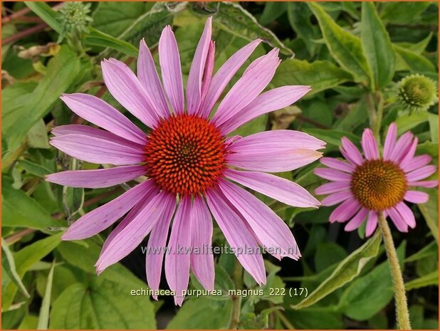 Echinacea purpurea 'Magnus' | Rode zonnehoed, Zonnehoed | Roter Sonnenhut | Purple Coneflower