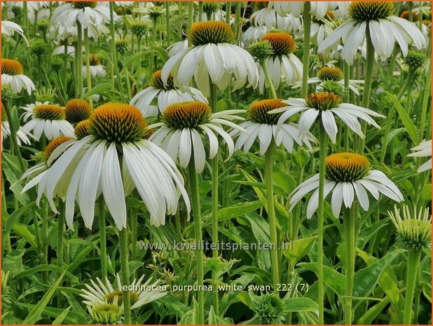 Echinacea purpurea 'White Swan' | Rode zonnehoed, Zonnehoed | Roter Sonnenhut | Purple Coneflower