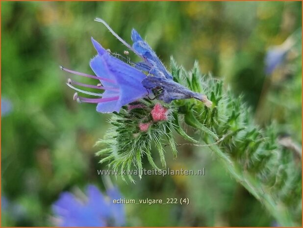 Echium vulgare | Slangenkruid | Gewöhnlicher Natternkopf | Viper's Bugloss