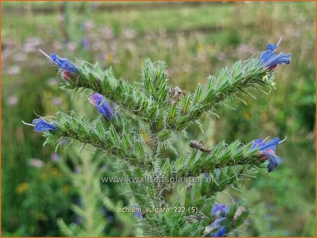 Echium vulgare | Slangenkruid | Gewöhnlicher Natternkopf | Viper's Bugloss