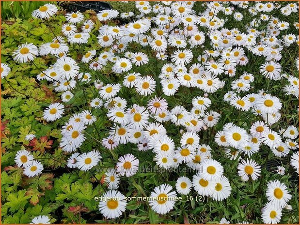 Erigeron 'Sommerneuschnee' | Fijnstraal | Feinstrahl | Fleabane