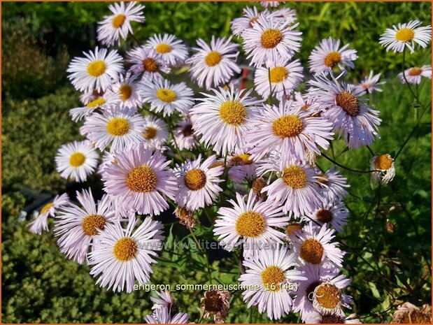 Erigeron 'Sommerneuschnee' | Fijnstraal | Feinstrahl | Fleabane