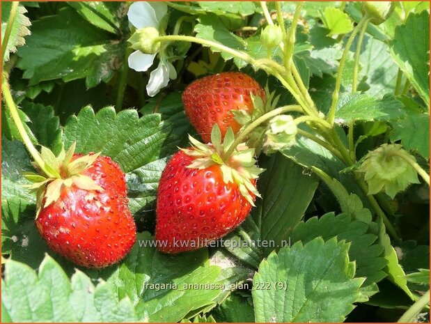 Fragaria ananassa 'Elan' | Tuinaardbei, Aardbei | Garten-Erdbeere | Garden Strawberry