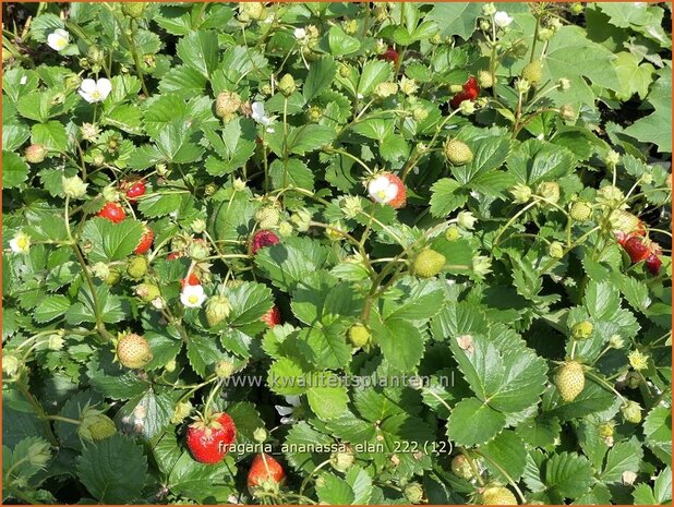Fragaria ananassa 'Elan' | Tuinaardbei, Aardbei | Garten-Erdbeere | Garden Strawberry