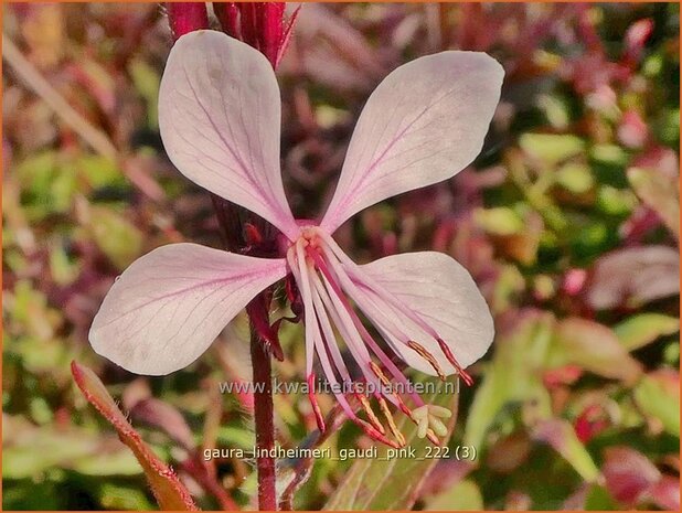 Gaura lindheimeri 'Gaudi Pink' | Prachtkaars, Vlinderkruid | Prachtkerze | Lindheimer's Bee Blossom