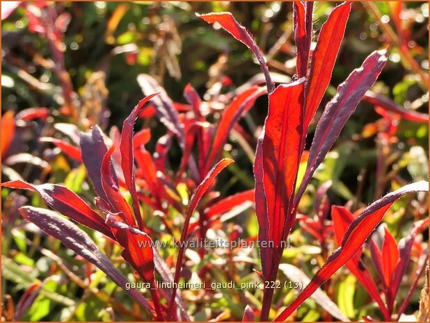 Gaura lindheimeri 'Gaudi Pink' | Prachtkaars, Vlinderkruid | Prachtkerze | Lindheimer's Bee Blossom