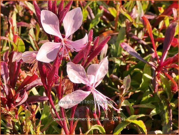 Gaura lindheimeri 'Gaudi Pink' | Prachtkaars, Vlinderkruid | Prachtkerze | Lindheimer's Bee Blossom