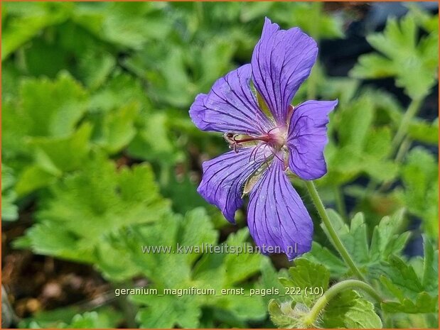 Geranium magnificum 'Ernst Pagels' | Ooievaarsbek, Tuingeranium, Geranium | Prächtiger Storchschnabel | Purple Crane
