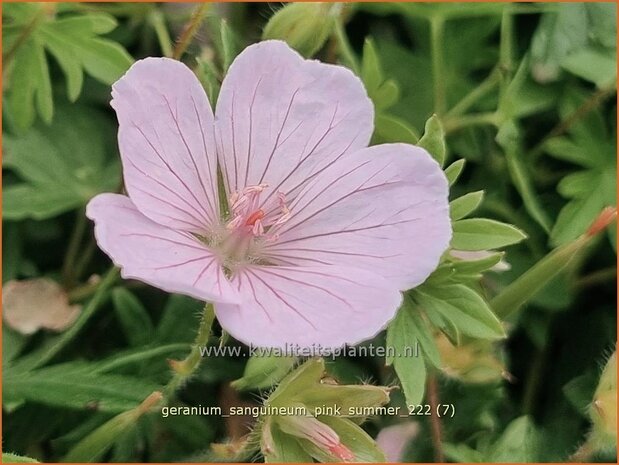 Geranium sanguineum 'Pink Summer' | Bermooievaarsbek, Ooievaarsbek, Tuingeranium, Geranium | Blut-Storchschnabel | Bl