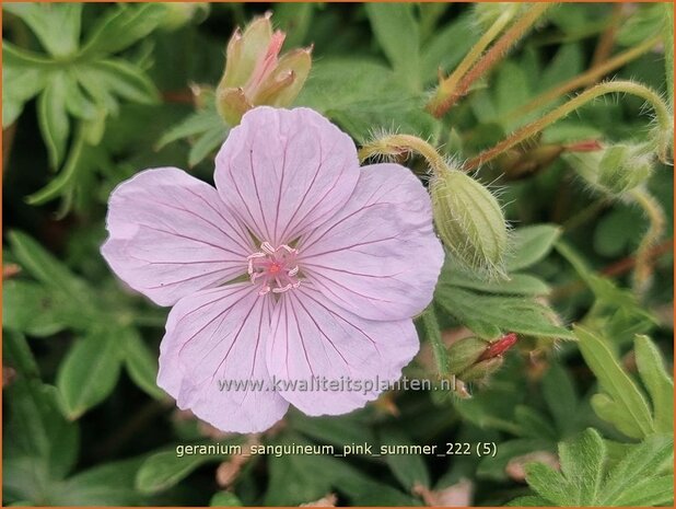 Geranium sanguineum 'Pink Summer' | Bermooievaarsbek, Ooievaarsbek, Tuingeranium, Geranium | Blut-Storchschnabel | Bl