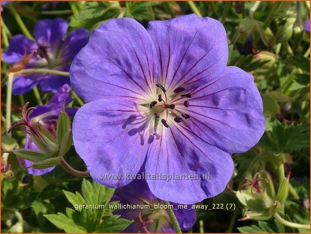 Geranium wallichianum 'Bloom Me Away' | Ooievaarsbek, Tuingeranium, Geranium | Nepal-Storchenschnabel | Wallich'