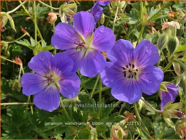 Geranium wallichianum 'Bloom Me Away' | Ooievaarsbek, Tuingeranium, Geranium | Nepal-Storchenschnabel | Wallich'