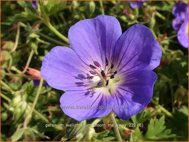 Geranium wallichianum 'Bloom Me Away' | Ooievaarsbek, Tuingeranium, Geranium | Nepal-Storchenschnabel | Wallich'