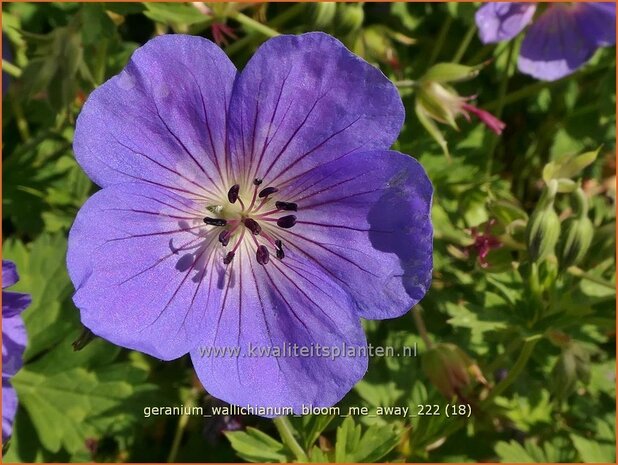 Geranium wallichianum 'Bloom Me Away' | Ooievaarsbek, Tuingeranium, Geranium | Nepal-Storchenschnabel | Wallich'