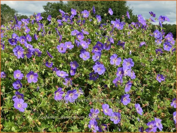 Geranium wallichianum 'Bloom Me Away' | Ooievaarsbek, Tuingeranium, Geranium | Nepal-Storchenschnabel | Wallich'