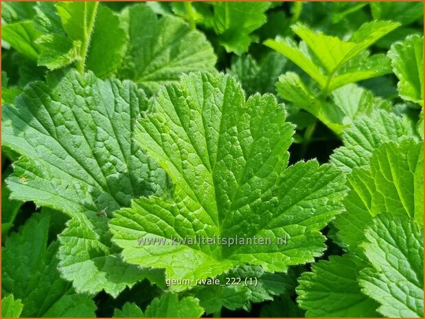 Geum rivale | Knikkend nagelkruid, Nagelkruid | Bach-Nelkenwurz | Water Avens